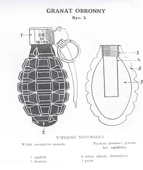 wz 31