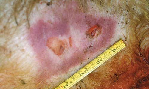 Рвано-ушибленные раны на коже животного в местах попадания пуль